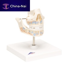 Jaw anatomical model VE282teethfor teachingchild