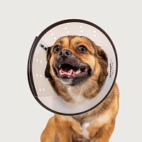 Transparent veterinary collar Saf-T-Clearfor dogsadjustableplastic