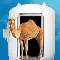 Large animal veterinary hyperbaric chamber ML series