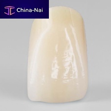 PMMA dental prosthesis PhysioSelect TCR resinanterior teethlower incisor