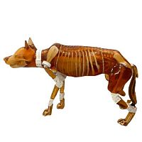 Ultrasound imaging veterinary test phantom DG-A01X-rayfor dogs