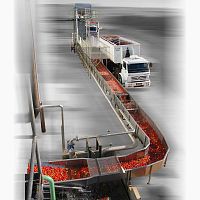 Tomato processing line