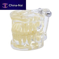 Jaw anatomical model 355651teethfor demonstrationchild