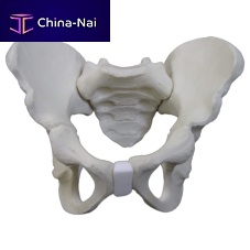 Bone model 2044pelvispediatricpolyurethane