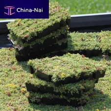 Extensive green roof ECCOSEDUMflatwaterproofpitch from 2% to 20%