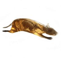 MRI veterinary test phantom RT-A01CT ScanX-rayfor rodents