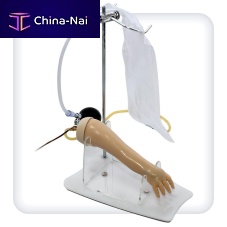 Hand anatomical model M1088armveinskin