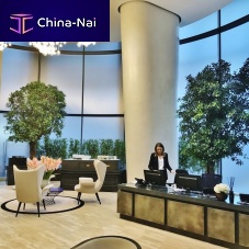 Ficus nitida tree ornamental plant NITIDA TREESlargeindoorfor hotel