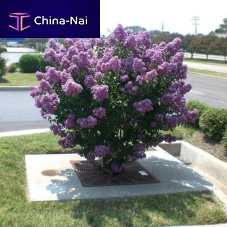 Square tree grate FILTERRA® concrete