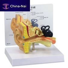 Ear canal model 2300cochleaossiclesfor teaching