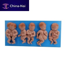 Body anatomical model for teachingbaby