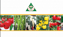 Семена овощей SHOUGUANG YINONG HORTICULTURE CO., LTD