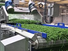 Belt conveyor horizontaldryingvegetable