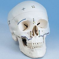 Maxillofacial compression plate OPTIMUSmid-shaftlockingnon-locking