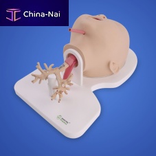 Lung model PLHX1005bronchialsurgicaltraining
