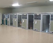 Dog veterinary cage modular
