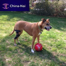 Dog veterinary orthosis kneearticulated
