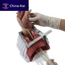 Heart model 4095headthoracicabdominal