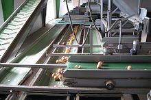 Belt conveyor T series flexiblevegetable