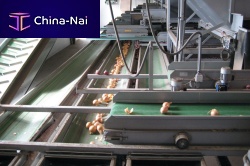 Belt conveyor T series flexiblevegetable