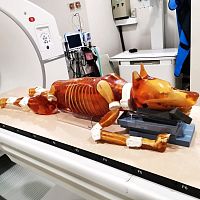 MRI veterinary test phantom DG-A02CT ScanX-rayfor dogs