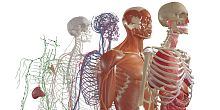 Virtual reality software BodyMapmedicalanatomyCT