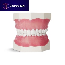Denture model EK1dental carefor teachingchild