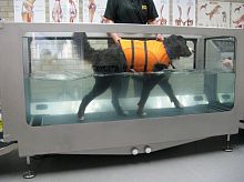Underwater veterinary treadmill for dogs