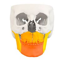 Medical software dentalorthodonticCT