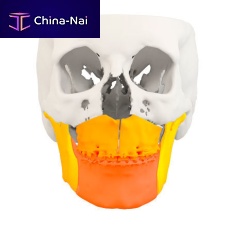 Medical software dentalorthodonticCT
