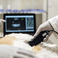 Hand-held veterinary ultrasound system SiMPLi GP Vetmultipurposefor petsB/W