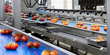 Optical sorting machine automatedfor tomatoesrobotic