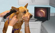 Video veterinary otoscope Tele-View® TV-200Xwith speculum