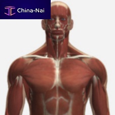 Radiography simulation module anatomyupper bodyweb-based