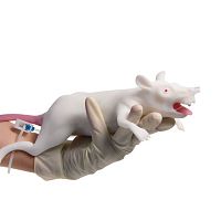 Animal research training manikin VET4200blood collectionfor intubationrodent