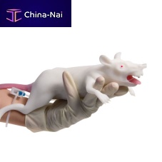 Animal research training manikin VET4200blood collectionfor intubationrodent