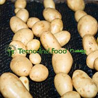 Potato processing line washingsorting