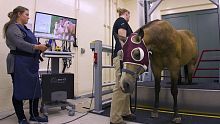 Veterinary CT scanner EQUINA®for equines