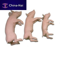 Veterinary training manikin pigmanikin setpink