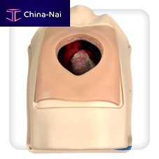 Training simulator M1143heart ratecardiac surgeryanastomosis