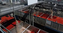 Tomato processing line