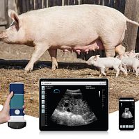 Hand-held veterinary ultrasound system LUS110Cmultipurposefor swinewireless probe