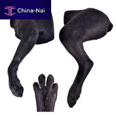Veterinary training manikin bandagingcanineleg