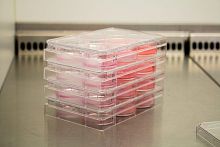 Cutaneous tissue matrix Poieskin®collagen