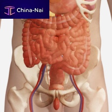 Radiography simulation module anatomyweb-based