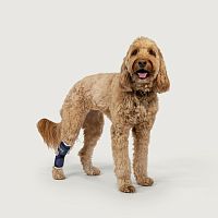 Hock veterinary splint Balto® for dogs