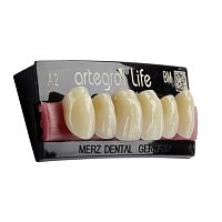 PMMA dental prosthesis artegral®lifeanterior teethposterior teethtranslucent