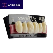 PMMA dental prosthesis artegral®lifeanterior teethposterior teethtranslucent