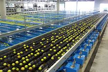 Sorting machine for the food industry GEOSORTautomaticfor fruitfor vegetables