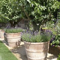 Terracotta plant pot CANTINAconicalhome